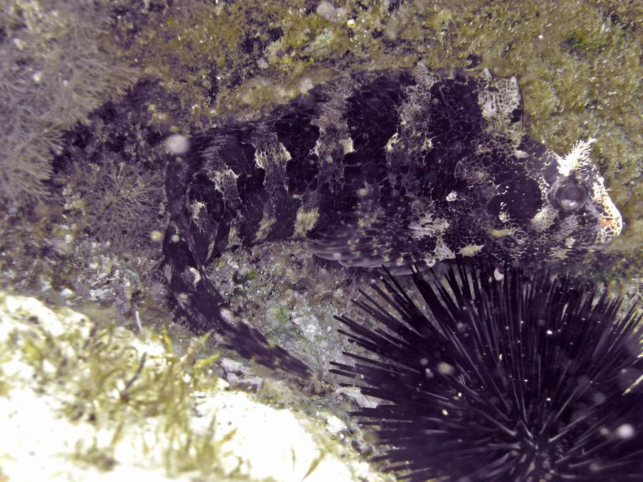 Blenniidae: Parablennius gattorugine (Brunnich 1768)